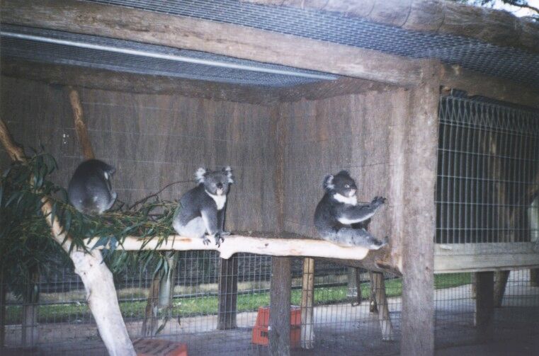 koalas